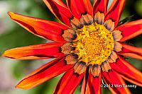 2012 08 03-Backyard 8532a-web