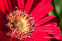 2012 08 03-Backyard 8547a-web