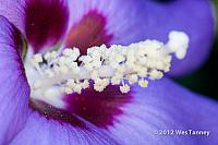 2012 08 06-MorningFlowers 0199a-web