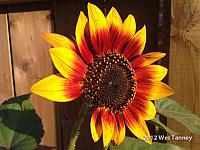 2012 08 31-Sunflower 0931-web