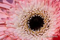 2012 09 16-Bouquet 9645-web