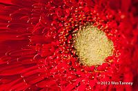 2012 09 16-Bouquet 9716-web