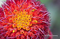 2012 10 07-Alaines 9840-web