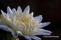 2012 11 18-MorningDew 0108-web