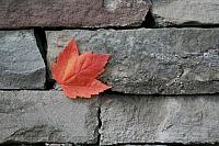 2007_11_04 - Casa Loma Class Field Trip_9766