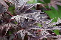 2008_07_08-Backyard Flowers_3630a.JPG