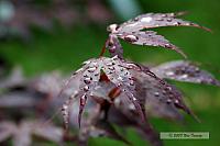 2008_07_08-Backyard Flowers_3632a.JPG
