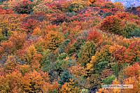 2009_10_12-Highway35FallColours_3757_5_6-web.jpg