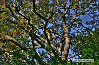 2009_10_17-HighPark_3785_3_4-web.jpg