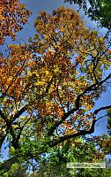 2009_10_17-HighPark_4098_6_7-web.jpg