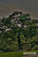 2009_10_17-HighPark_4174_2_3-web.jpg
