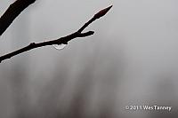 2011 01 01-FogWalk-8972-web
