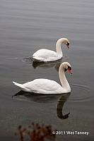 2011 01 01-FogWalk-9022-web