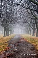 2011 01 01-FogWalk-9044 5 6-web