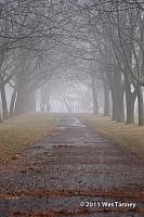 2011 01 01-FogWalk-9054-web