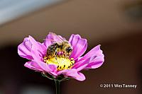2011 10 23-Flowers&Bee-0783-web