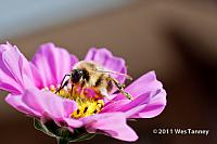 2011 10 23-Flowers&Bee-0786-web