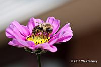 2011 10 23-Flowers&Bee-0868-web