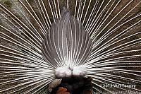 2012 05 12-TorontoZoo 3151a-web