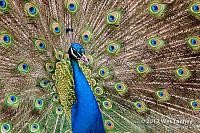 2012 05 12-TorontoZoo 3170a-web