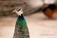 2012 05 12-TorontoZoo 3182a-web