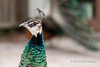 2012 05 12-TorontoZoo 3186a-web