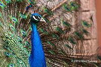 2012 05 12-TorontoZoo 3190a-web