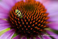 2012 07 28-EveningFlowers 8464a-web