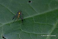 2012 08 05-MorningFlowers-9247a-web