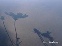 2012 08 18-Shadows 2-web