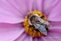 2012 10 26-Bees 0025-web