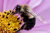 2012 10 26-Bees 0035-web