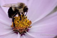 2012 10 26-Bees 0051-web