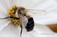 2012 10 26-Bees 0067-web