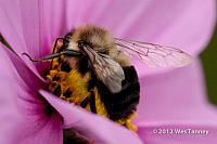 2012 10 26-Bees 0075-web