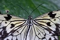 2013 03 28-Butterflies 0671-web