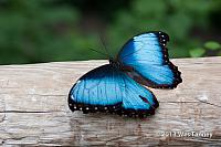 2013 03 28-Butterflies 0739-web