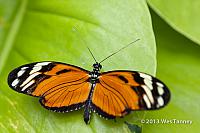 2013 03 28-Butterflies 0745-web