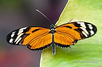 2013 03 28-Butterflies 0748-web