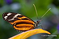 2013 03 28-Butterflies 0771-web
