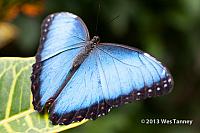 2013 03 28-Butterflies 0804-web