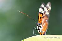 2013 03 28-Butterflies 0817-web