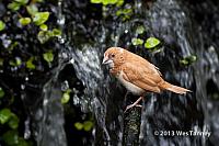 2013 03 28-Butterflies 0854-web