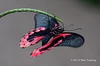 2013 03 28-Butterflies 0894-web