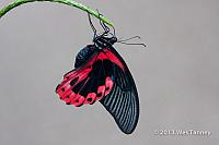 2013 03 28-Butterflies 0921-web
