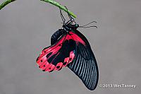 2013 03 28-Butterflies 0927-web