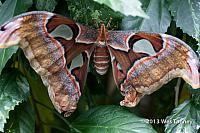 2013 03 28-Butterflies 0939-web