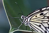 2013 03 28-Butterflies 0984-web