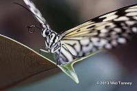 2013 03 28-Butterflies 0988-web
