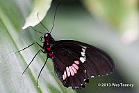 2013 03 28-Butterflies 1035-web